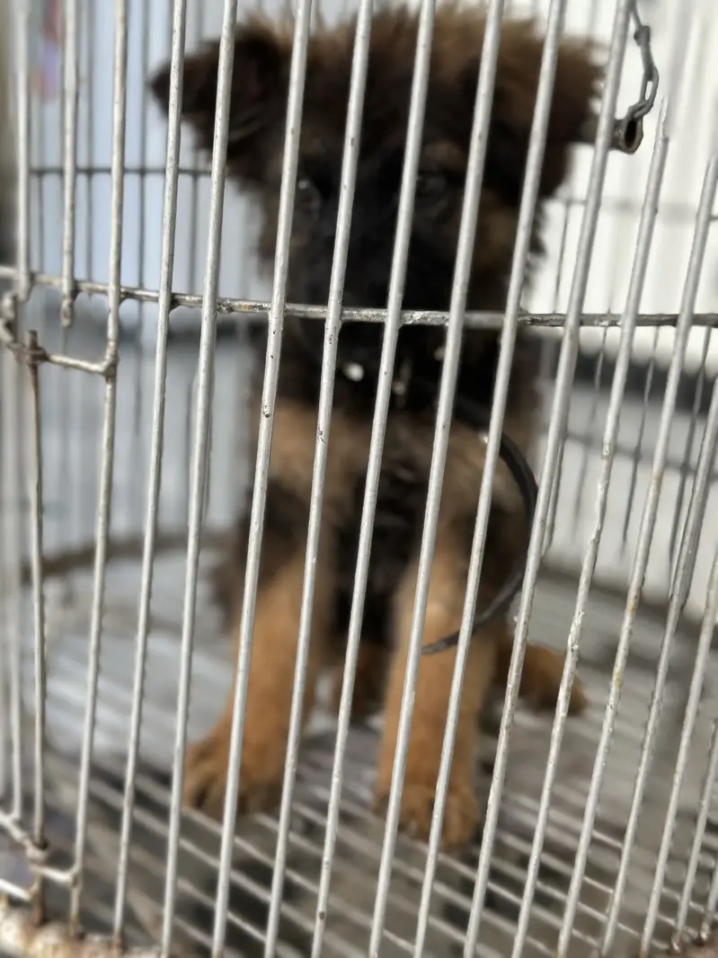 German shepherd puppy long coat — photo 3