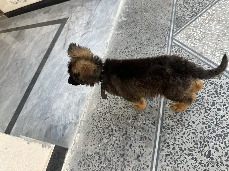 German shepherd puppy long coat — photo 4