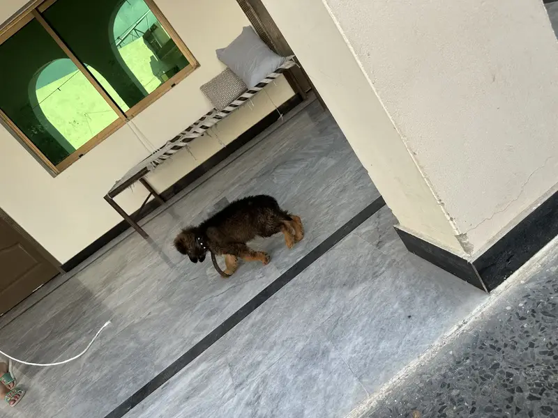 German shepherd puppy long coat — photo 5