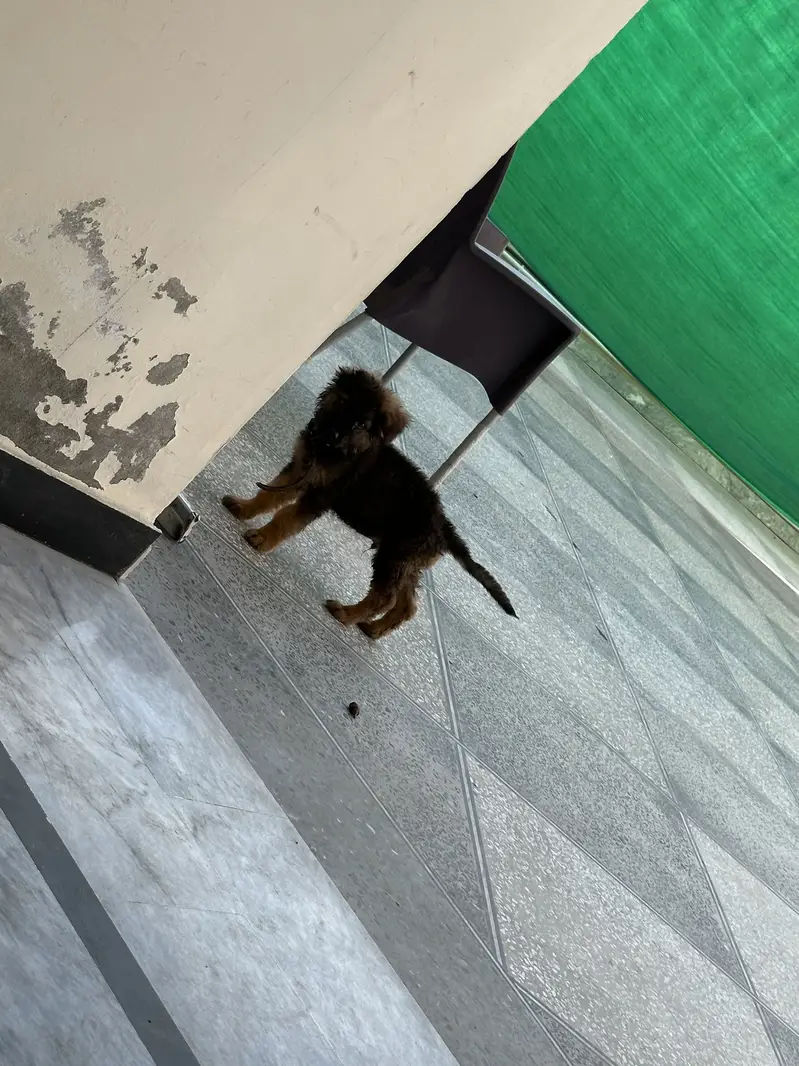 German shepherd puppy long coat — photo 6