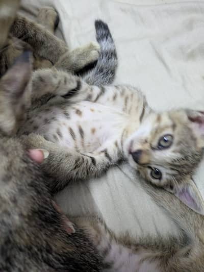 starry cats  free