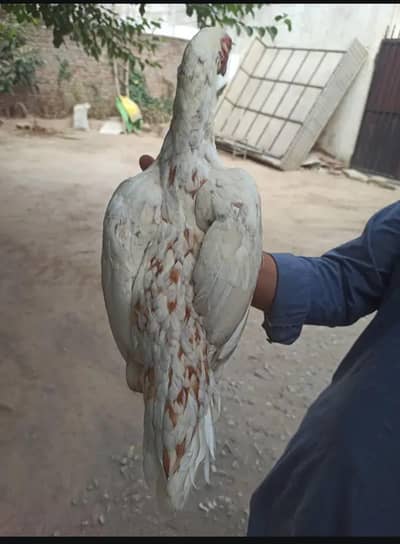 asel heera female