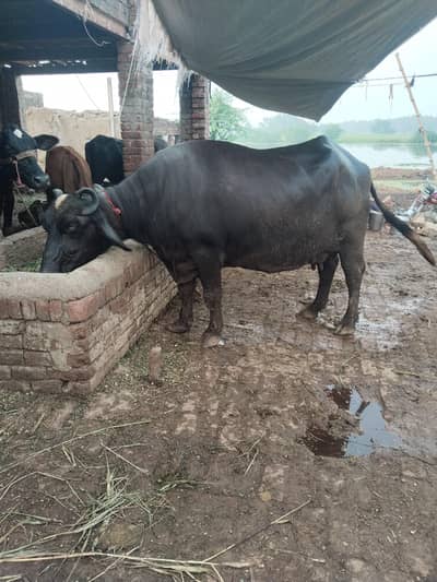 buffalo bola 12kg taza soi saat katti