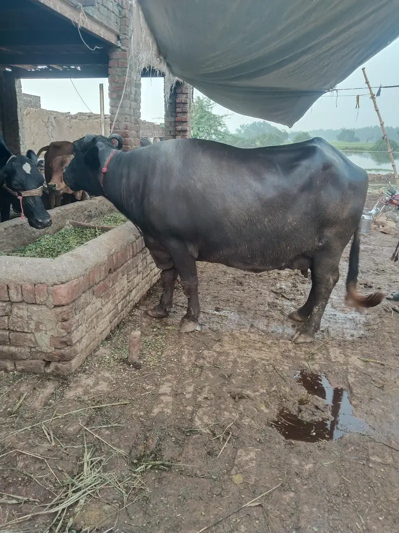 buffalo bola 12kg taza soi saat katti — photo 2