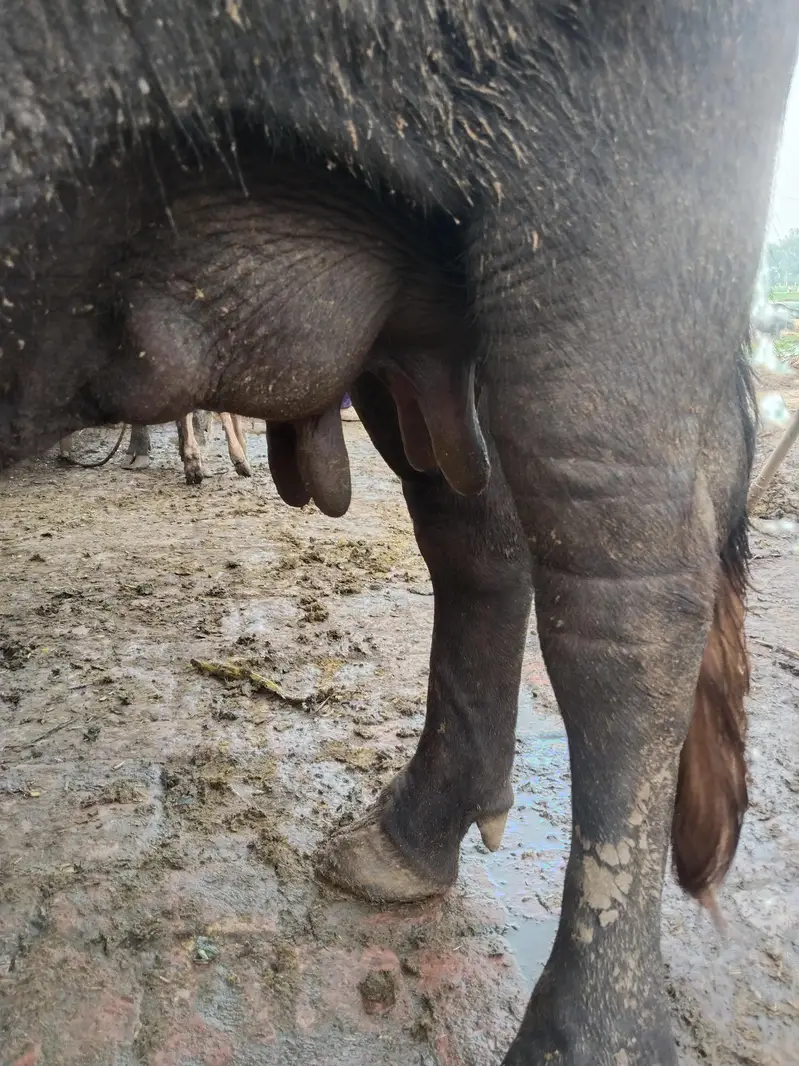 buffalo bola 12kg taza soi saat katti — photo 3