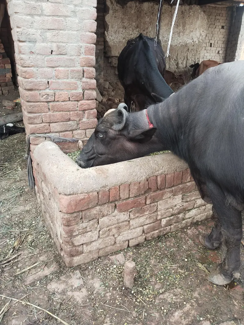 buffalo bola 12kg taza soi saat katti — photo 4