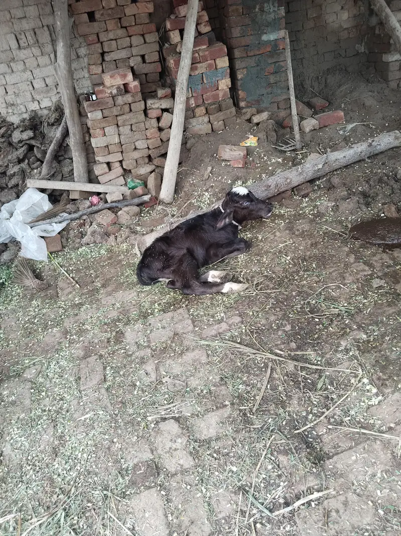 buffalo bola 12kg taza soi saat katti — photo 5