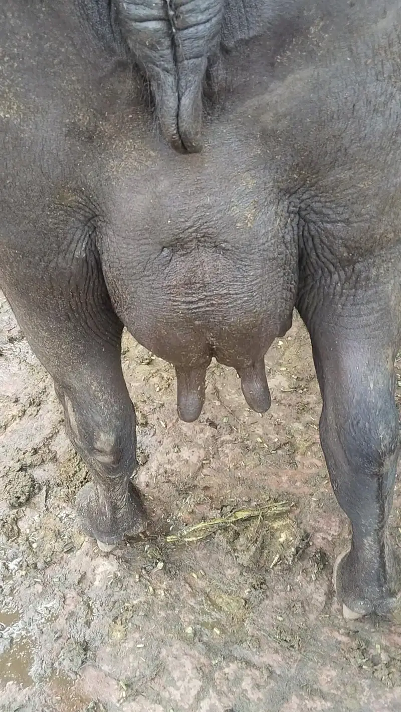 buffalo bola 12kg taza soi saat katti — photo 6
