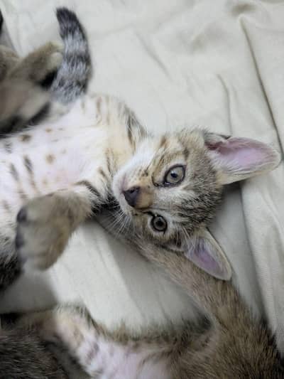 free starry cats