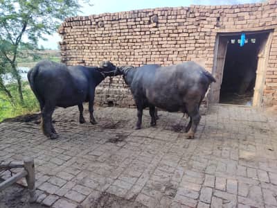 2 Buffalo for sale