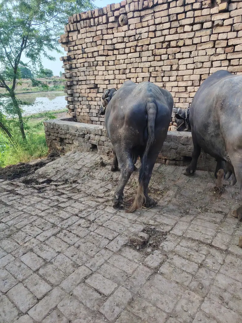 2 Buffalo for sale — photo 2