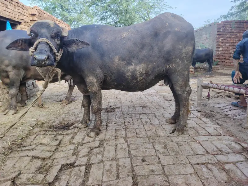2 Buffalo for sale — photo 3