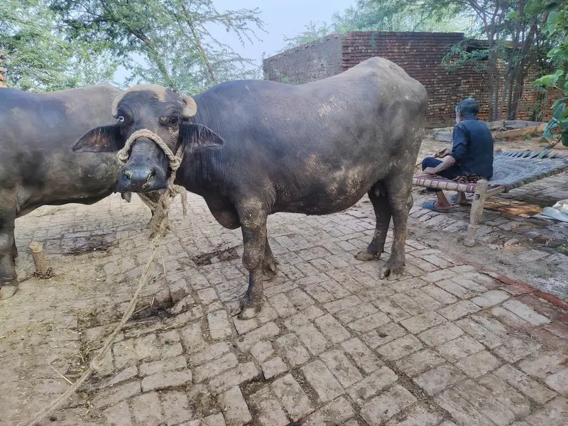 2 Buffalo for sale — photo 4