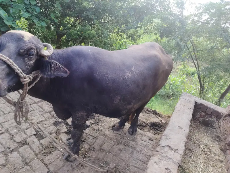 2 Buffalo for sale — photo 6