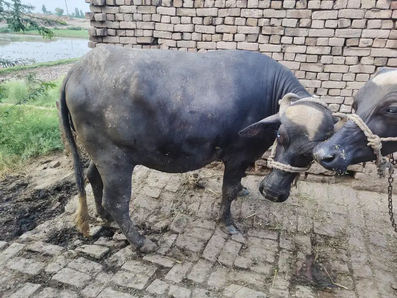 2 Buffalo for sale — photo 7