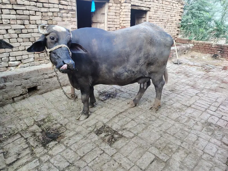 2 Buffalo for sale — photo 8