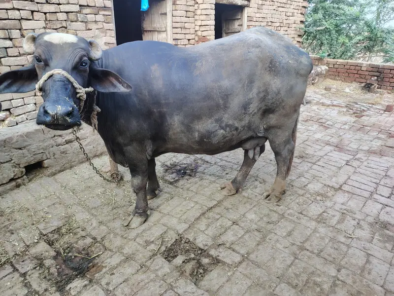 2 Buffalo for sale — photo 9