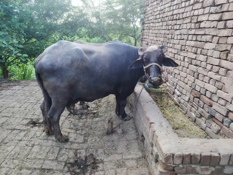 2 Buffalo for sale — photo 10