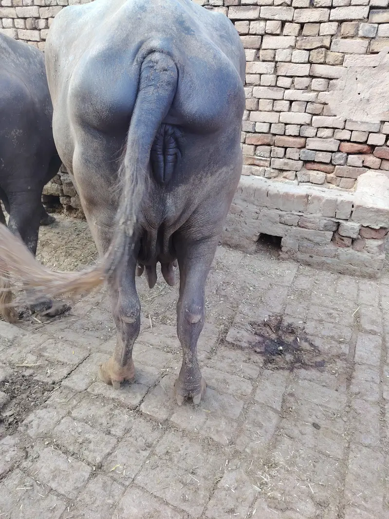 2 Buffalo for sale — photo 11