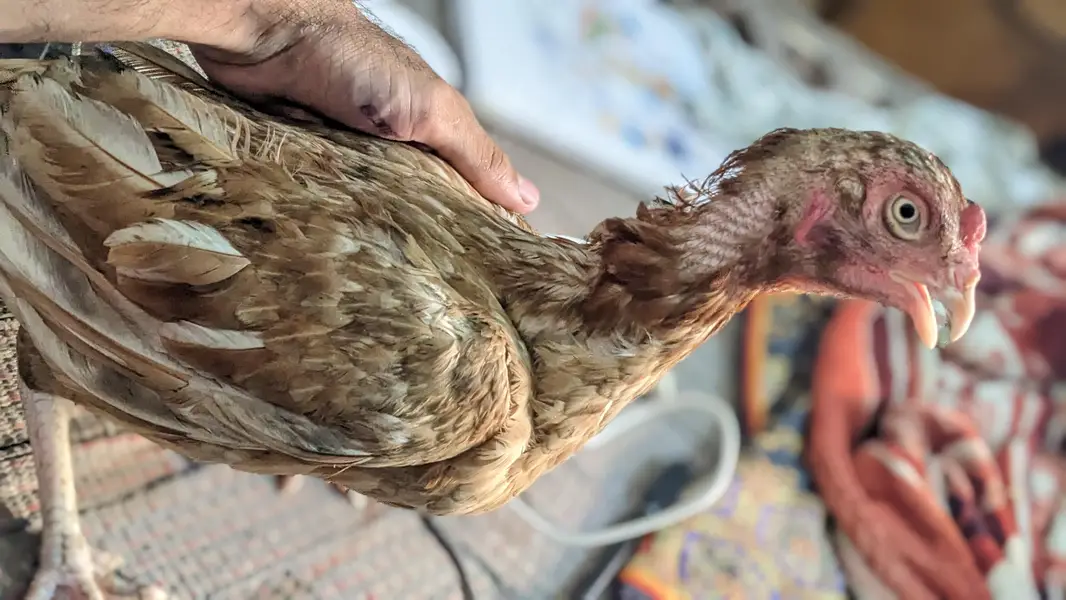 aseel hen — photo 2