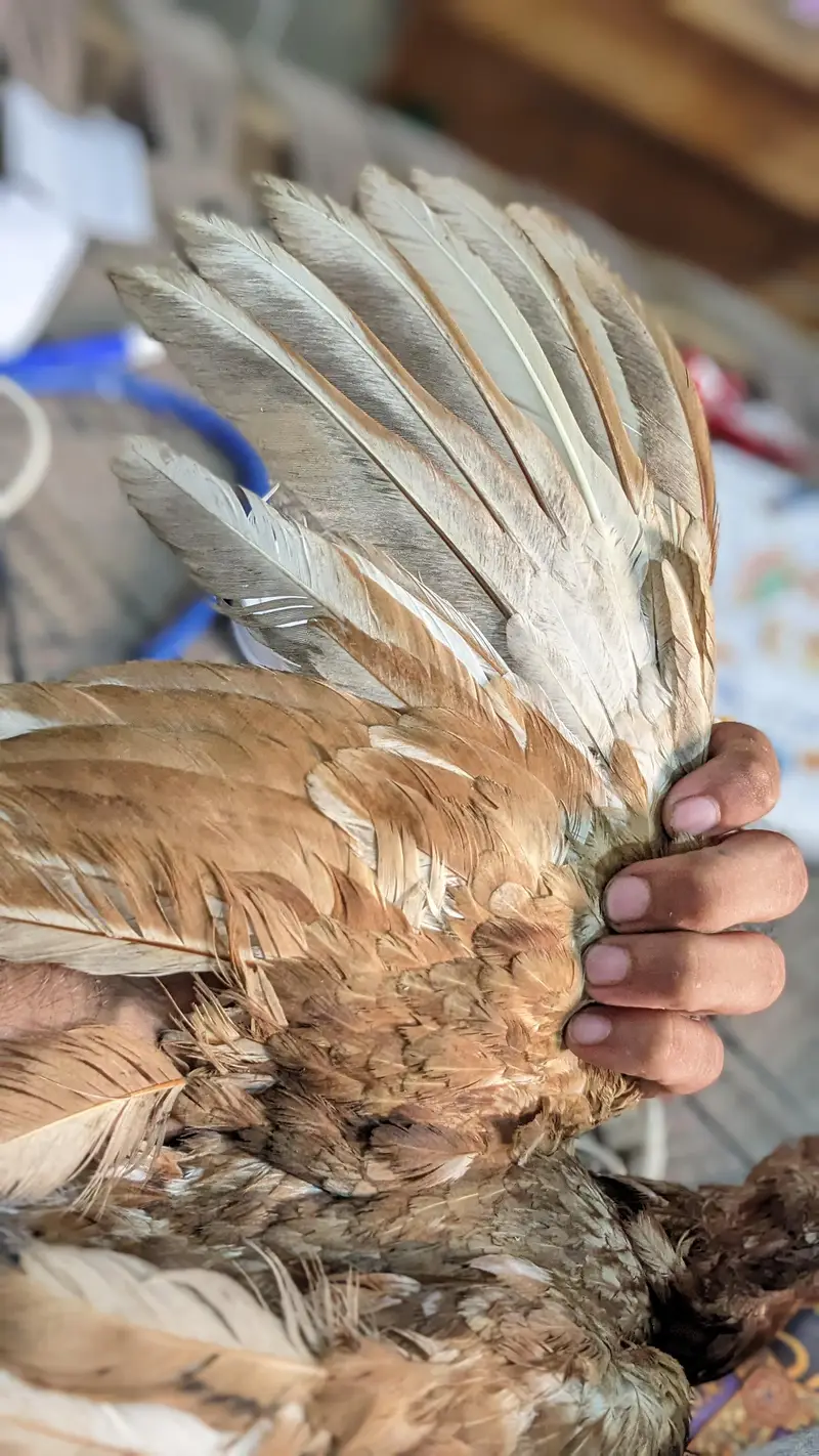 aseel hen — photo 4