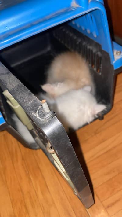 kitten pair