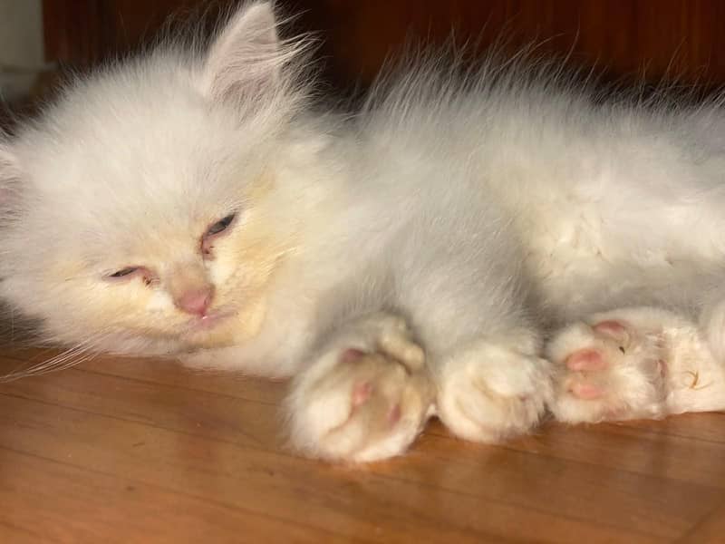 kitten pair 1
