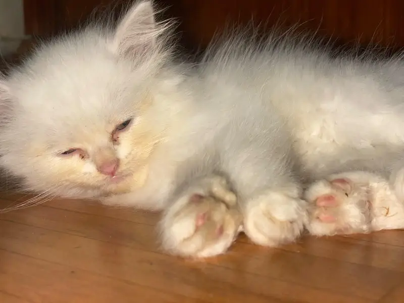 kitten pair — photo 2