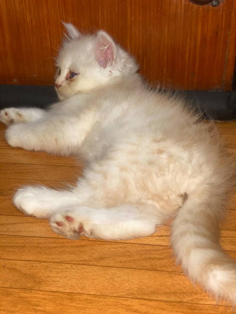 kitten pair 2