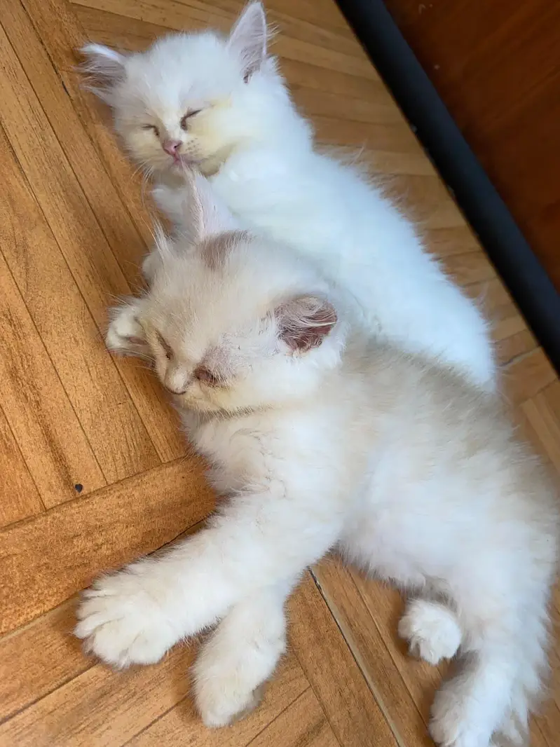 kitten pair — photo 4