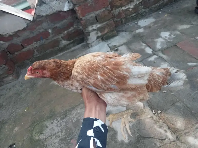 aseel murgi — photo 5
