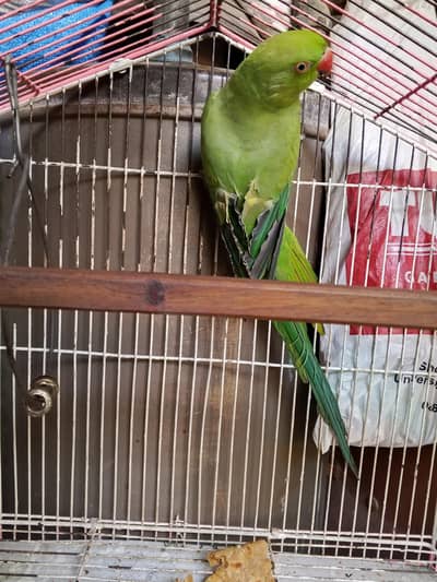 parrots