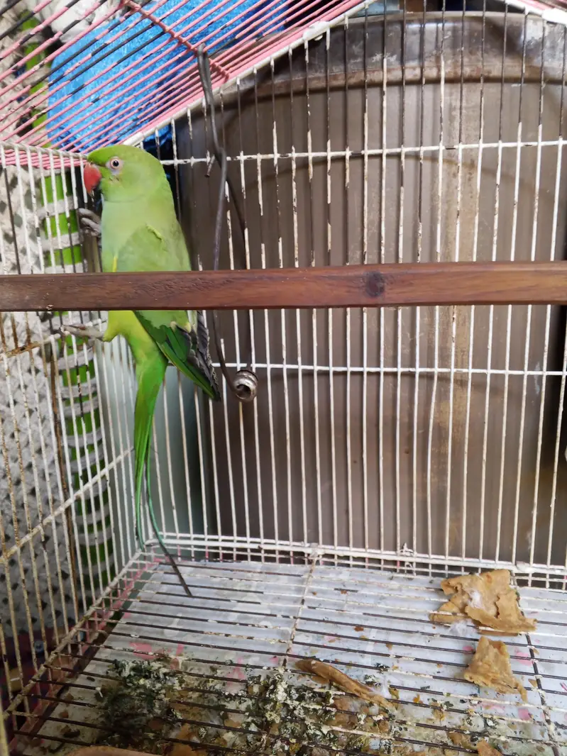 parrots — photo 2