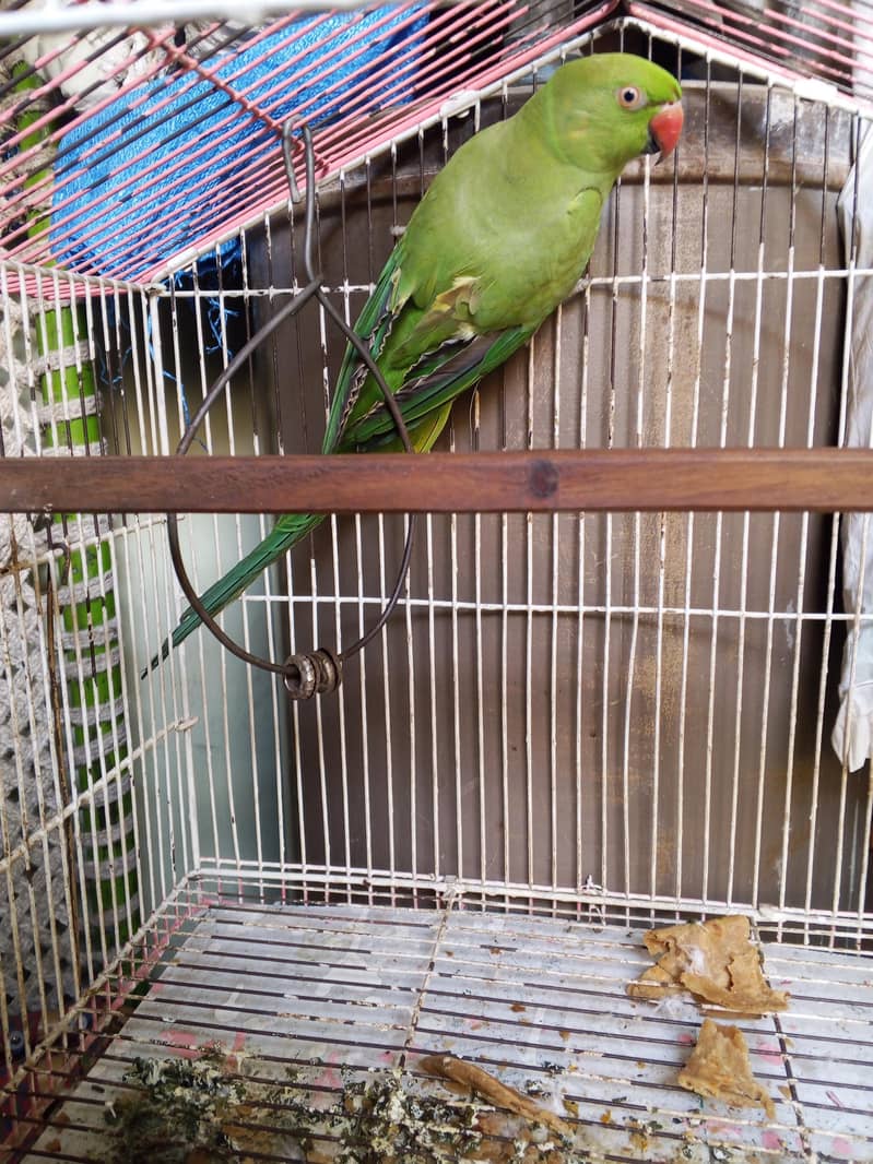 parrots 2