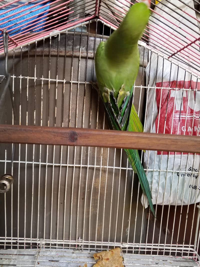 parrots 3