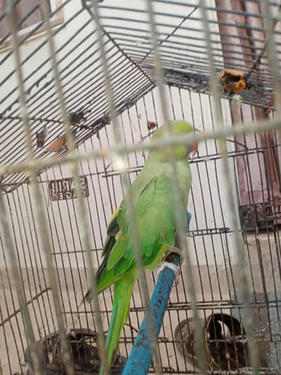 talking parrot