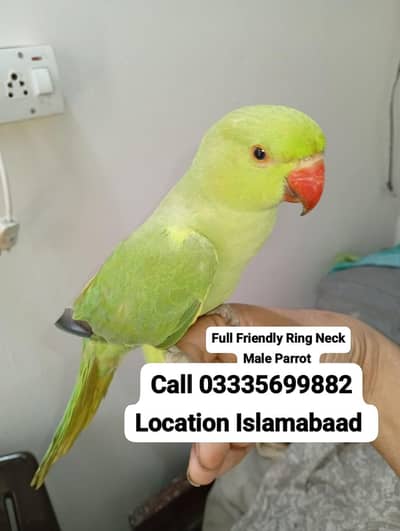 Hand Tamed Full Friendly Green Ring Neck Male Parrot Jumbo Size