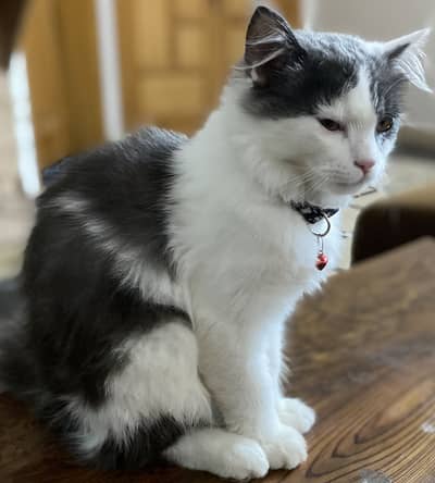 Cersian cat male 3 months age