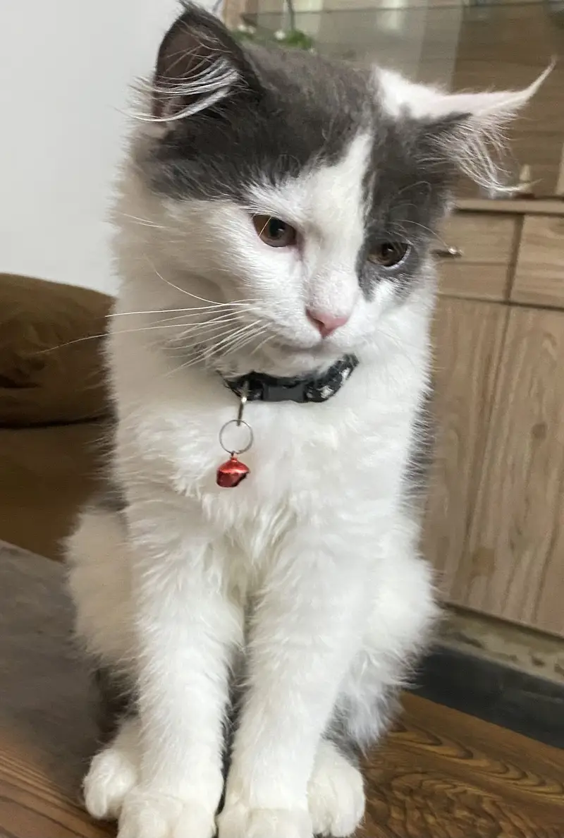 Cersian cat male 3 months age — photo 2