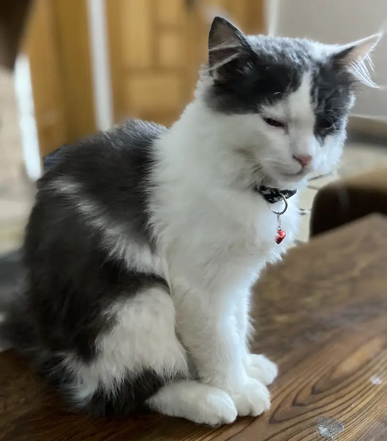 Cersian cat male 3 months age — photo 3