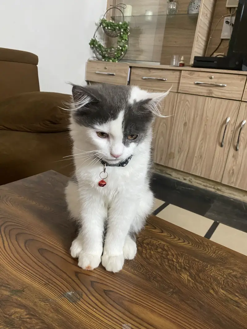 Cersian cat male 3 months age — photo 4