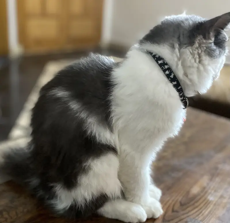 Cersian cat male 3 months age — photo 5