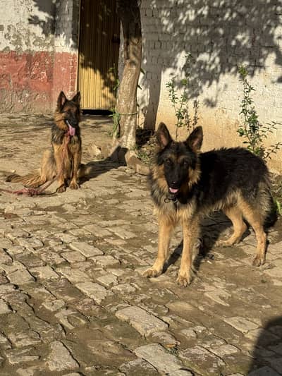 German shepherd,full tame