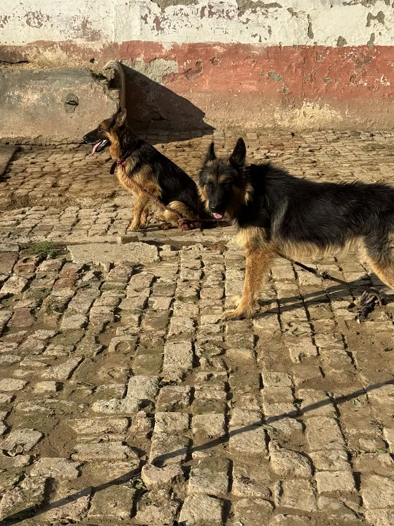 German shepherd,full tame — photo 2