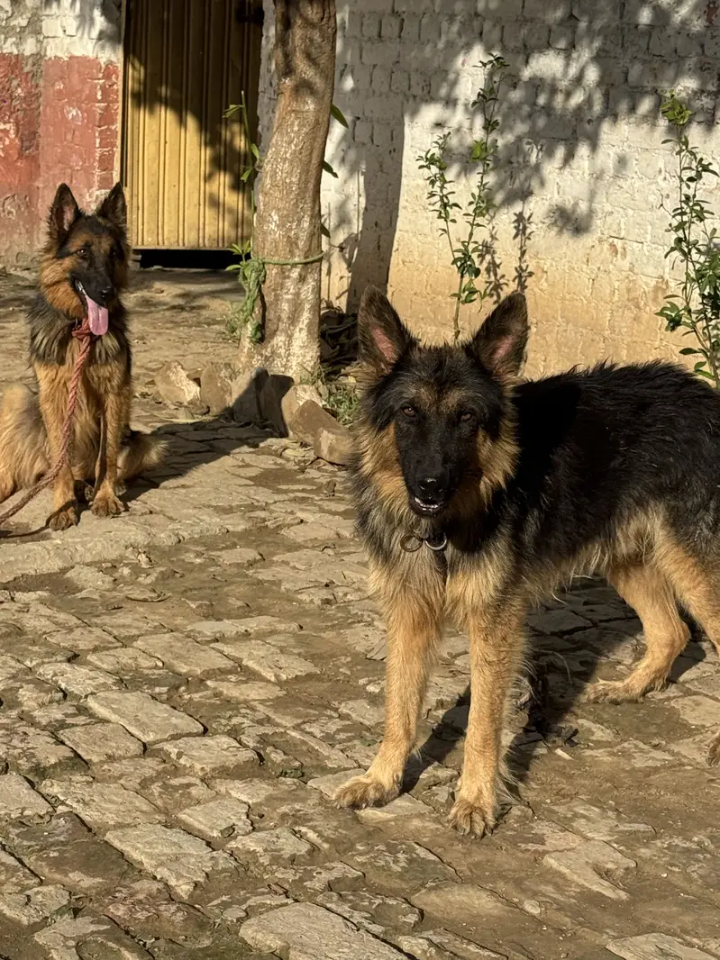 German shepherd,full tame — photo 3