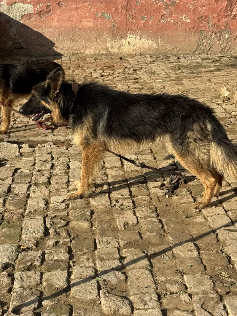 German shepherd,full tame — photo 4