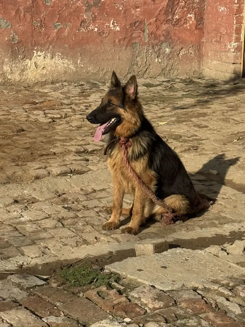 German shepherd,full tame — photo 5