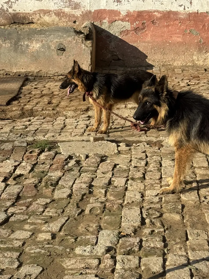 German shepherd,full tame — photo 6