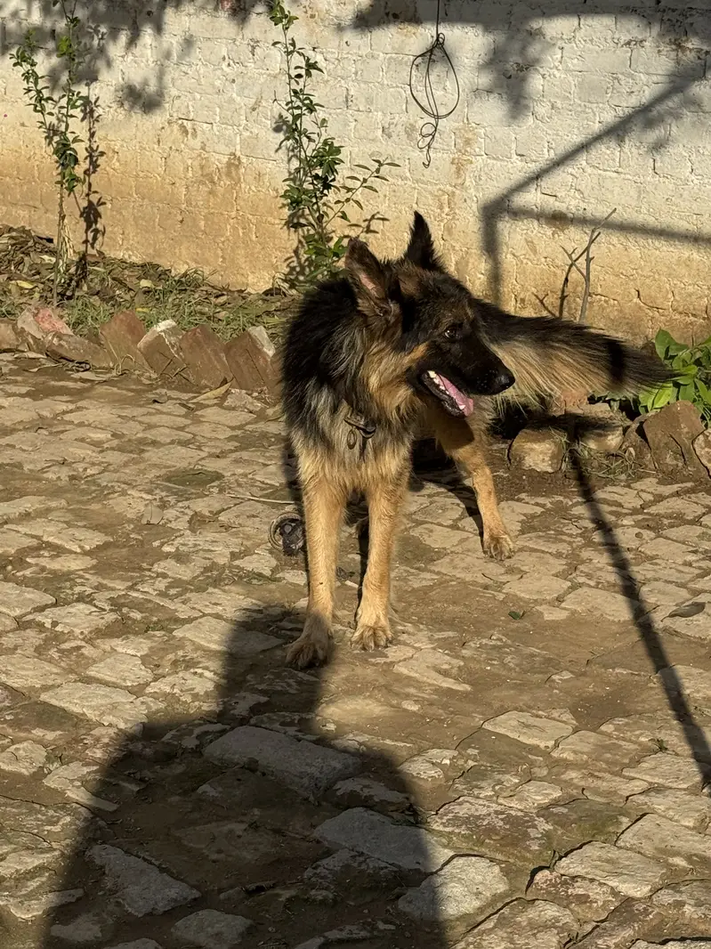 German shepherd,full tame — photo 7