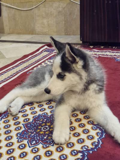 Siberian husky